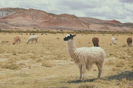 LLAMA-PHOTO